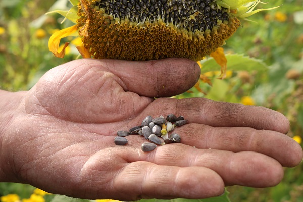 Sunflowers tend to be the most popular – like the steak and chips of the bird-food world.