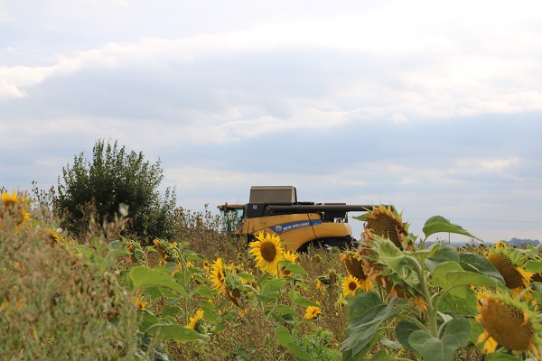 Since 2003, the Hinchliffes have worked with BASF to monitor the farm’s wildlife and develop small changes in practice and specific seed mixtures that help encourage it.