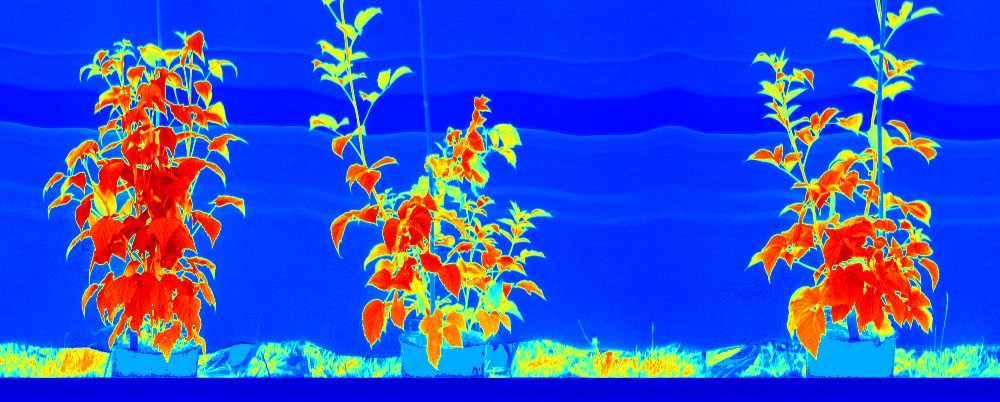 spectral-reflectance-image-with-light-reflecting-molecules-in-leaves
