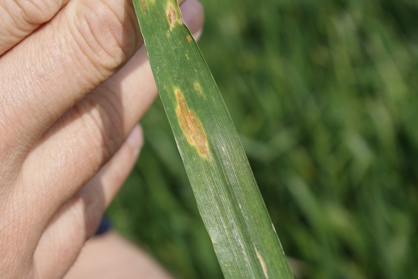 Crops with low disease ratings in a high rainfall area face a considerably higher risk of septoria.