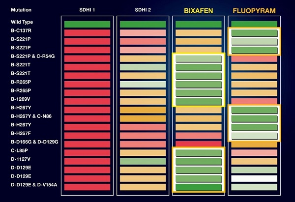 The relative performance of different SDHIs against strains of septoria created in the lab with mutations to the SDHI binding site. Green indicates complete control, while red suggests performance is impaired. Colours in between indicate intermediate performance. Bixafen and fluopyram have complementary performance.