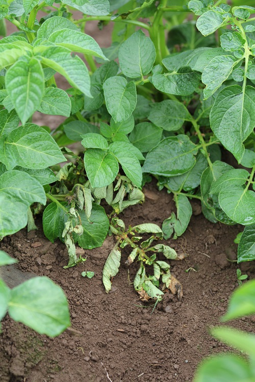 Although the exact origin of the bacteria that causes blackleg hasn’t yet been pinpointed, they get into the soil and appear to multiply on plant roots.