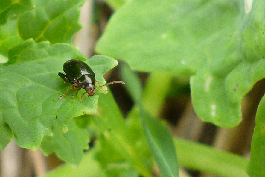 Cabbage stem flea beetle are one of the bugs benefiting from a pesticide armoury that’s shrinking, while what’s left of it they appear to be shrugging off.