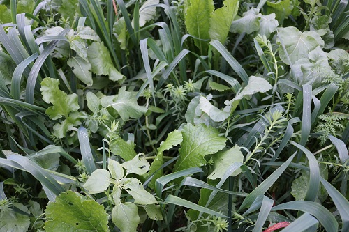 With 40% of the farm now spring cropped, cover crops are mob-grazed with a flock of 1500 sheep, bought in Nov and sold into the spring market.