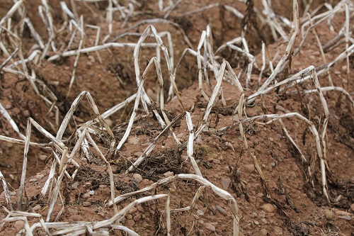 Rapid Haulm destruction is critical for blackleg control.