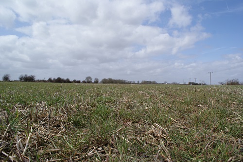 Usually drilled in April, linseed gives growers the opportunity to burn off any flushes of blackgrass before planting.
