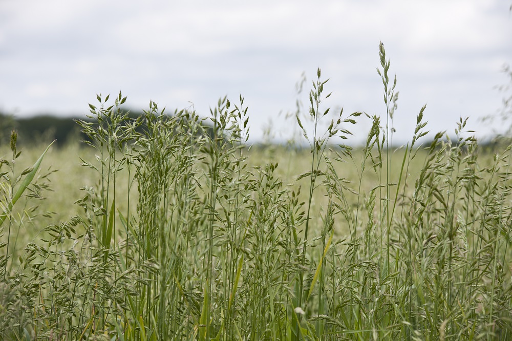 Brome identification Not all brome is the same. Crop