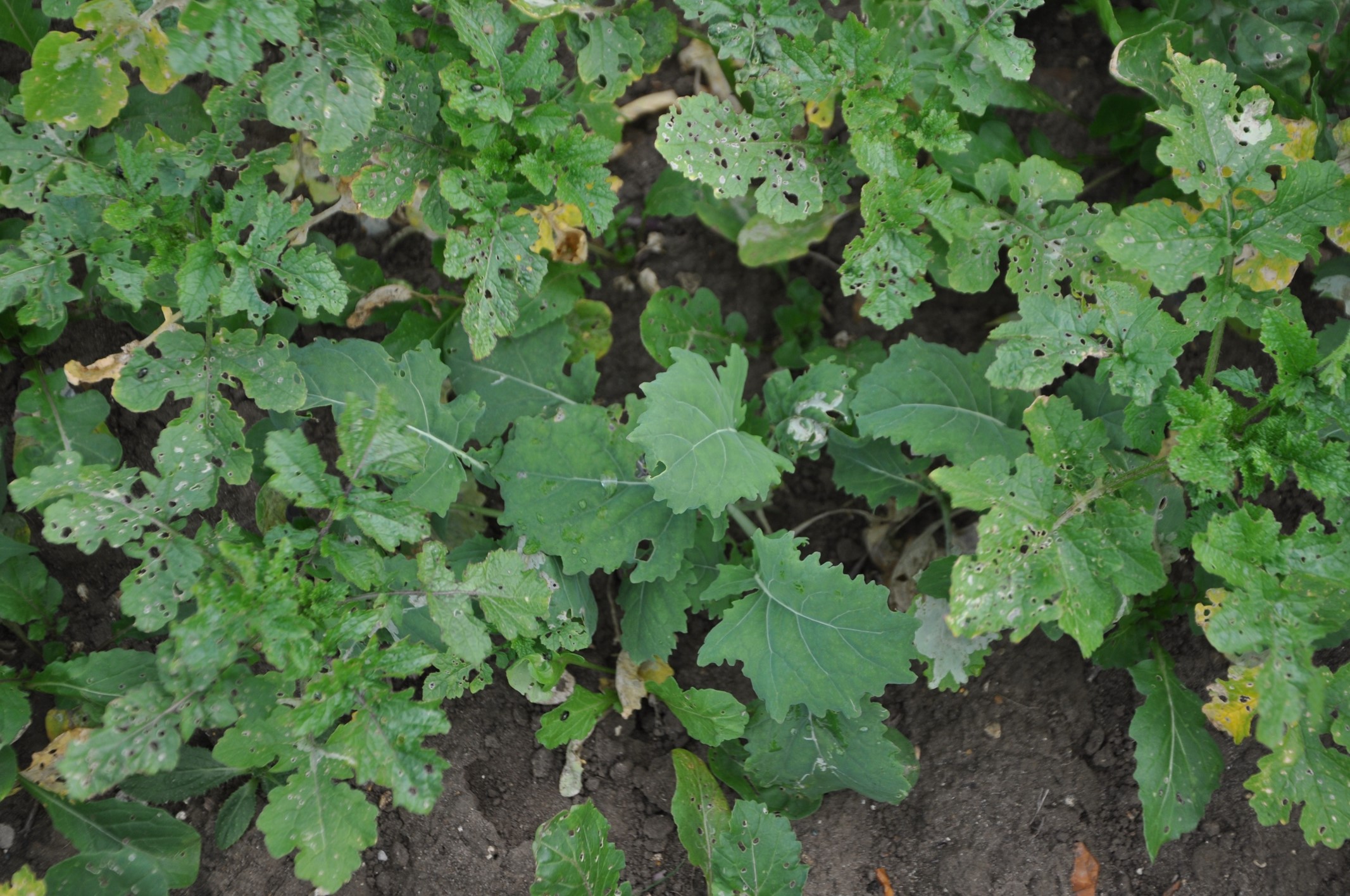 White mustard has potential for flea beetle control Crop Production