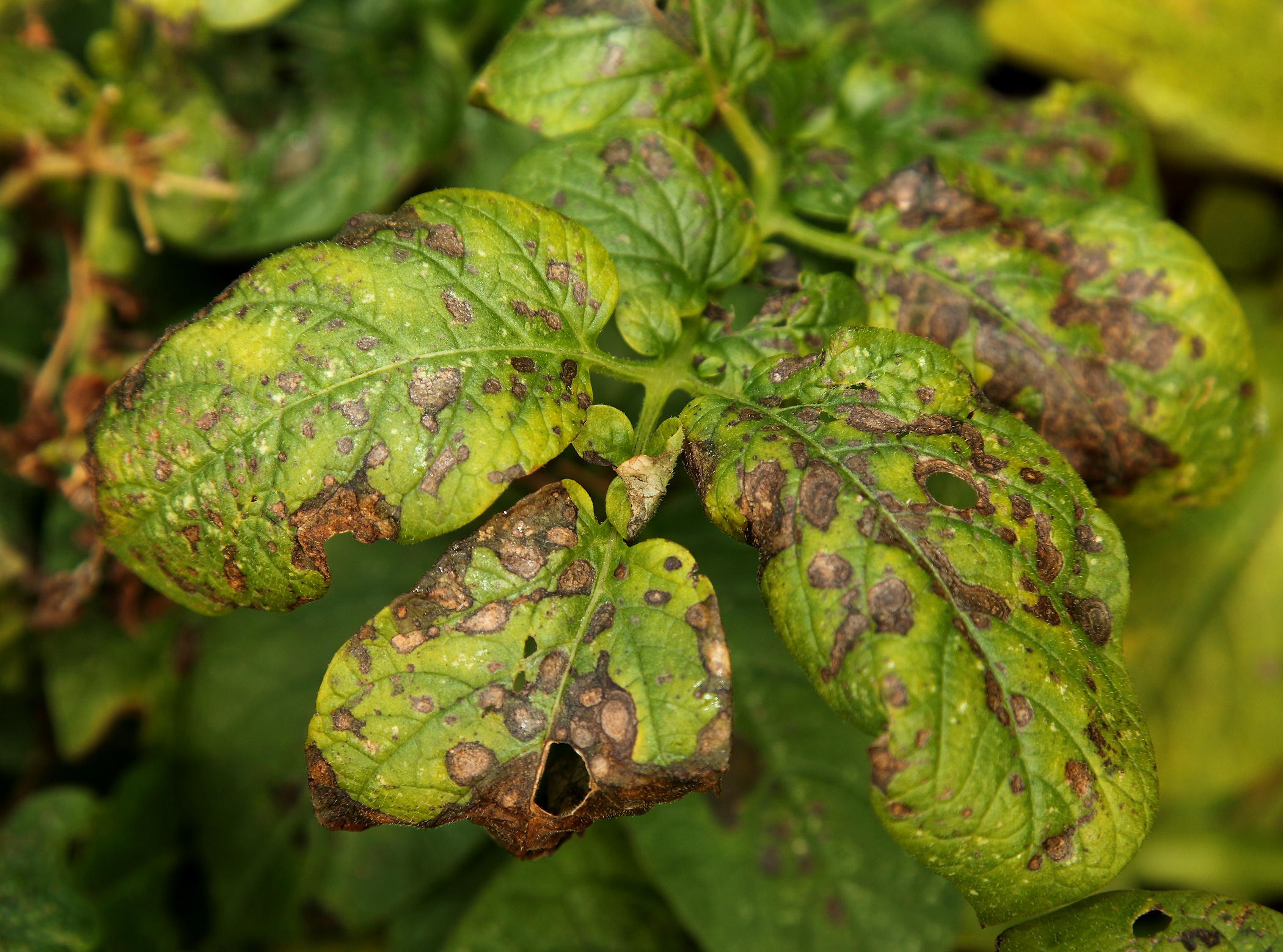 Aiming at the right target - Crop Production Magazine