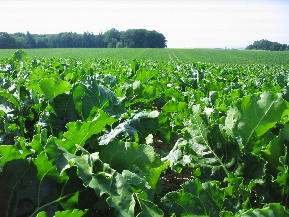 Sugar beet varieties Breeders push the bar higher Crop Production