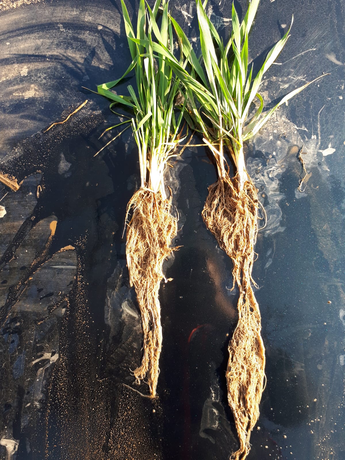 Cereal establishment survey Start with the seed Crop Production