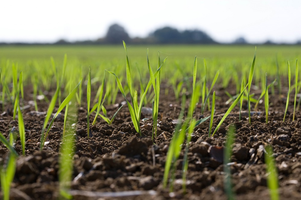 Spring Cropping Challenging weather sees switch to spring cropping - Crop Production ...