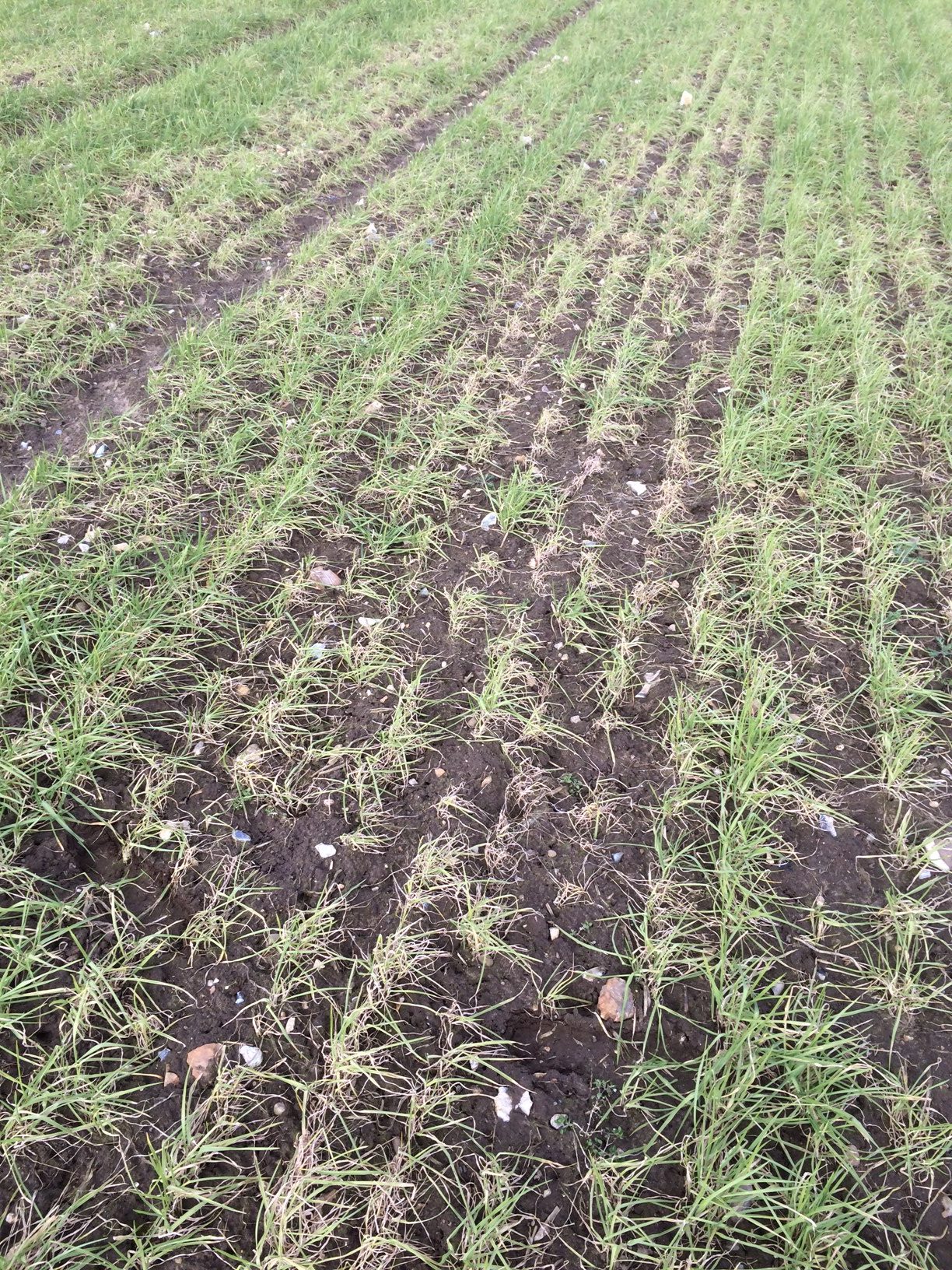 Nutrition boost for spring cereals Crop Production Magazine