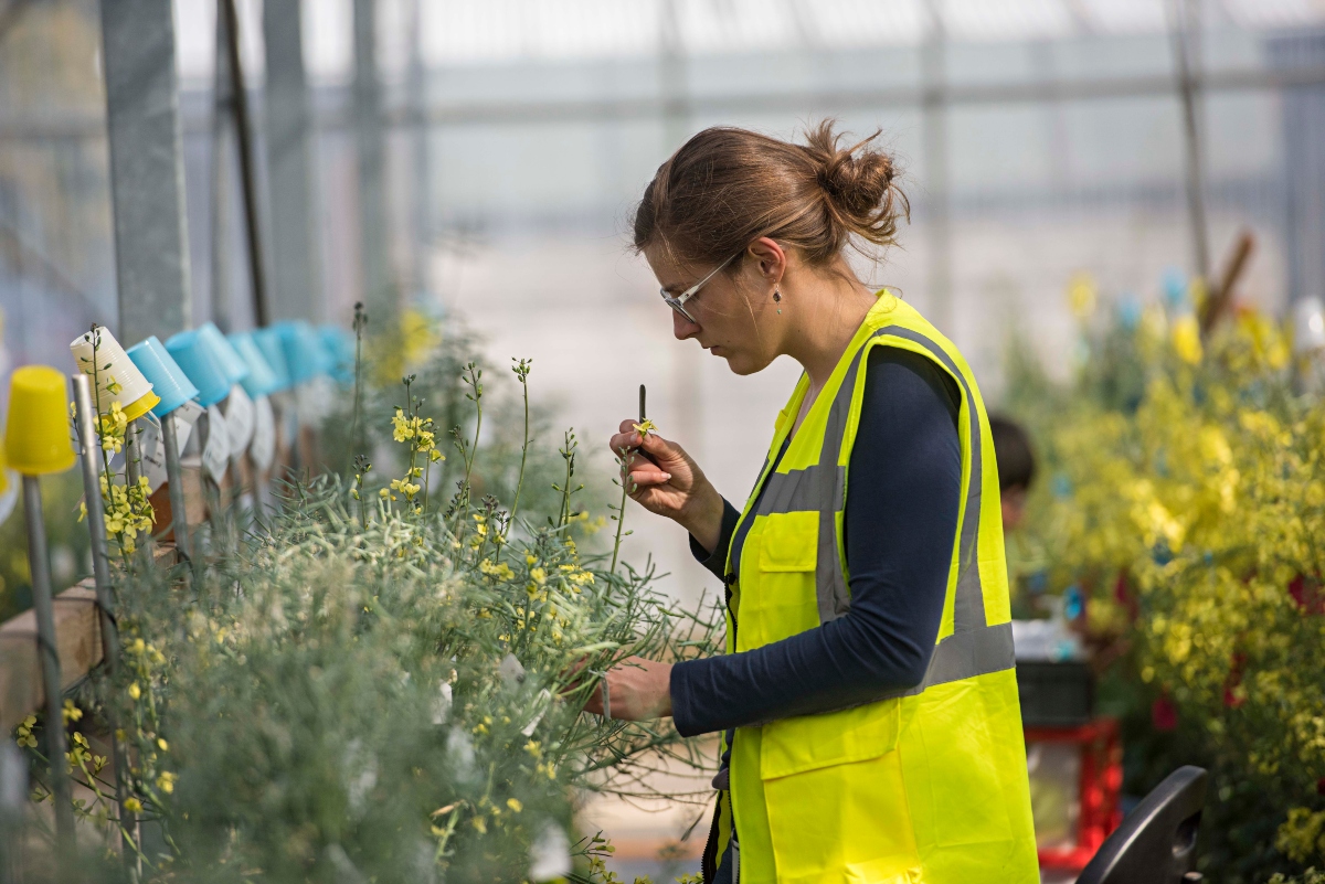 Theory to Field Vegetable GIN solutions Crop Production Magazine