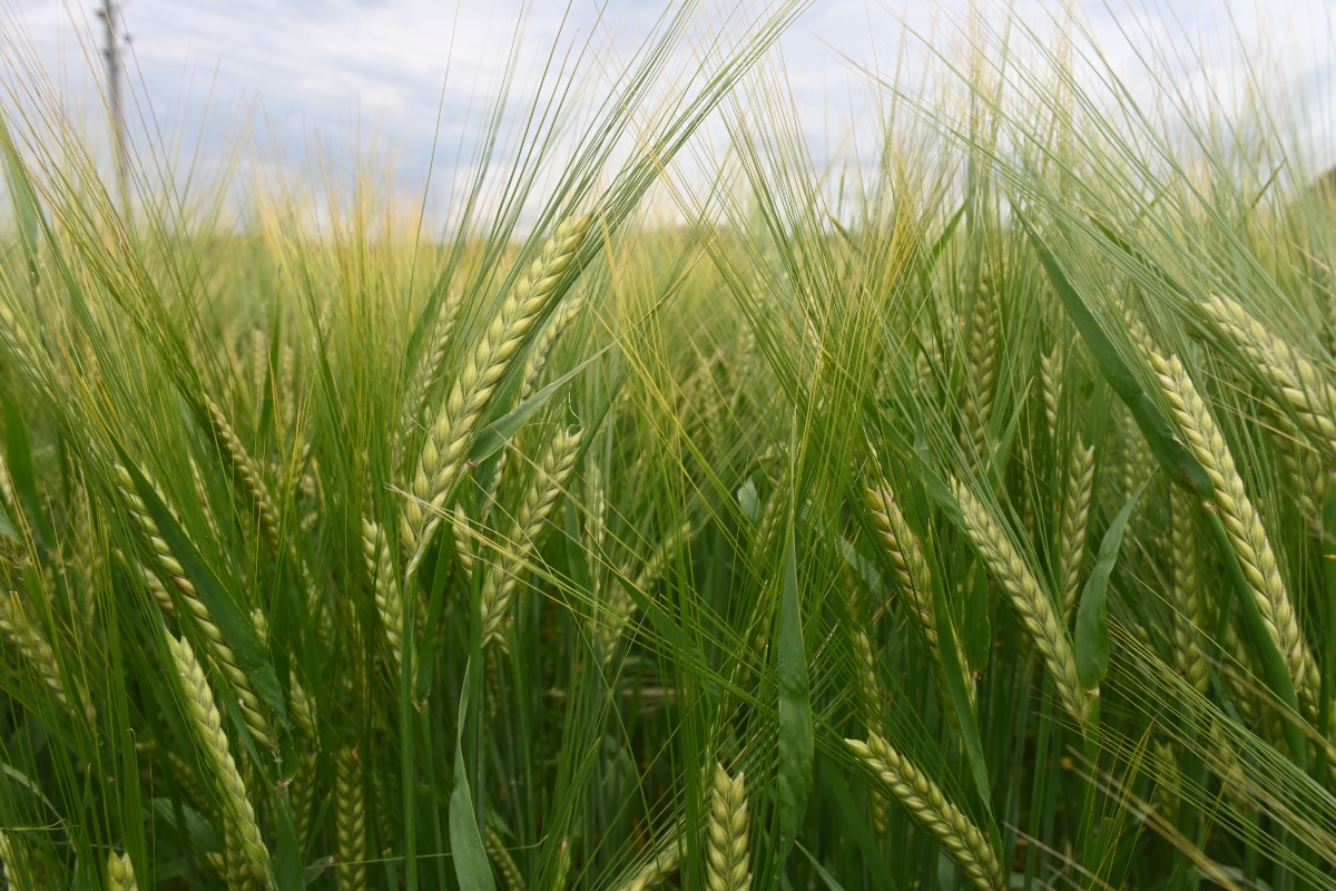 Mastering spring barley Ahead of the competition Crop Production