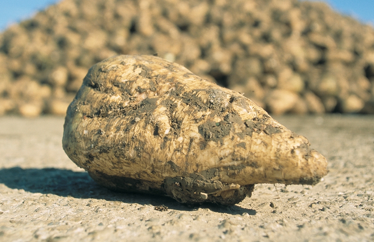 Sugar beet varieties Stamp of approval Crop Production Magazine