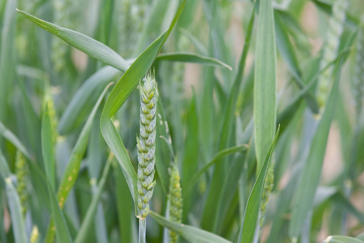 Cereal disease Time will tell Crop Production Magazine