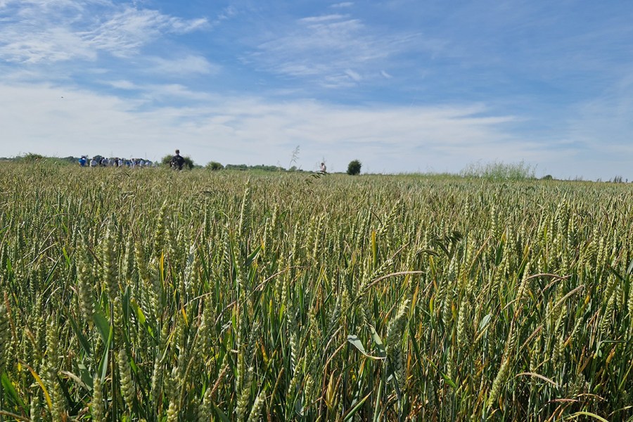 blackgrass