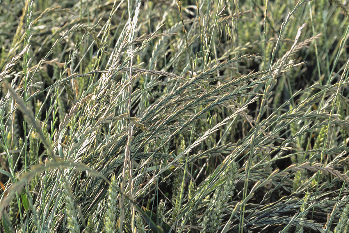 Ryegrass research raises resistance risk