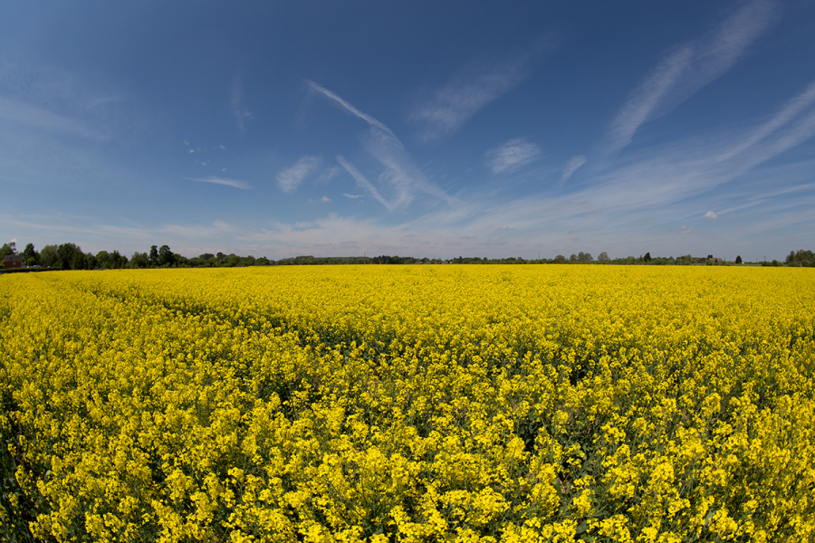 Cropping plans: Planting futures