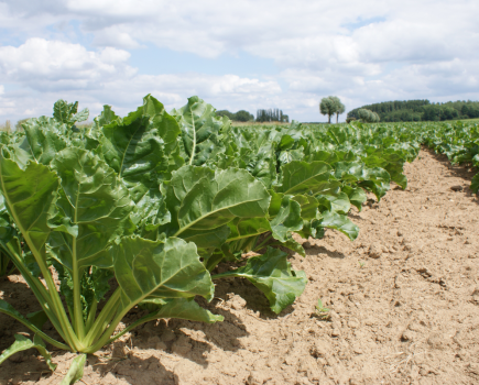 Breeding for a resilient future