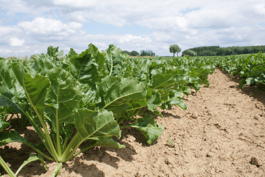 Breeding for a resilient future