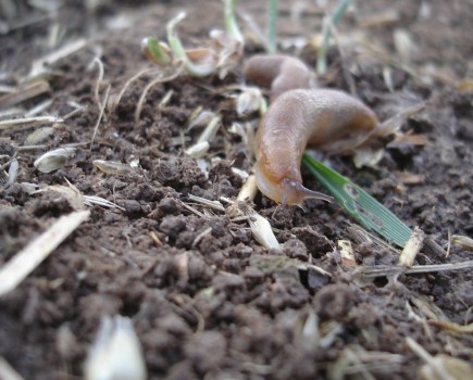 slug