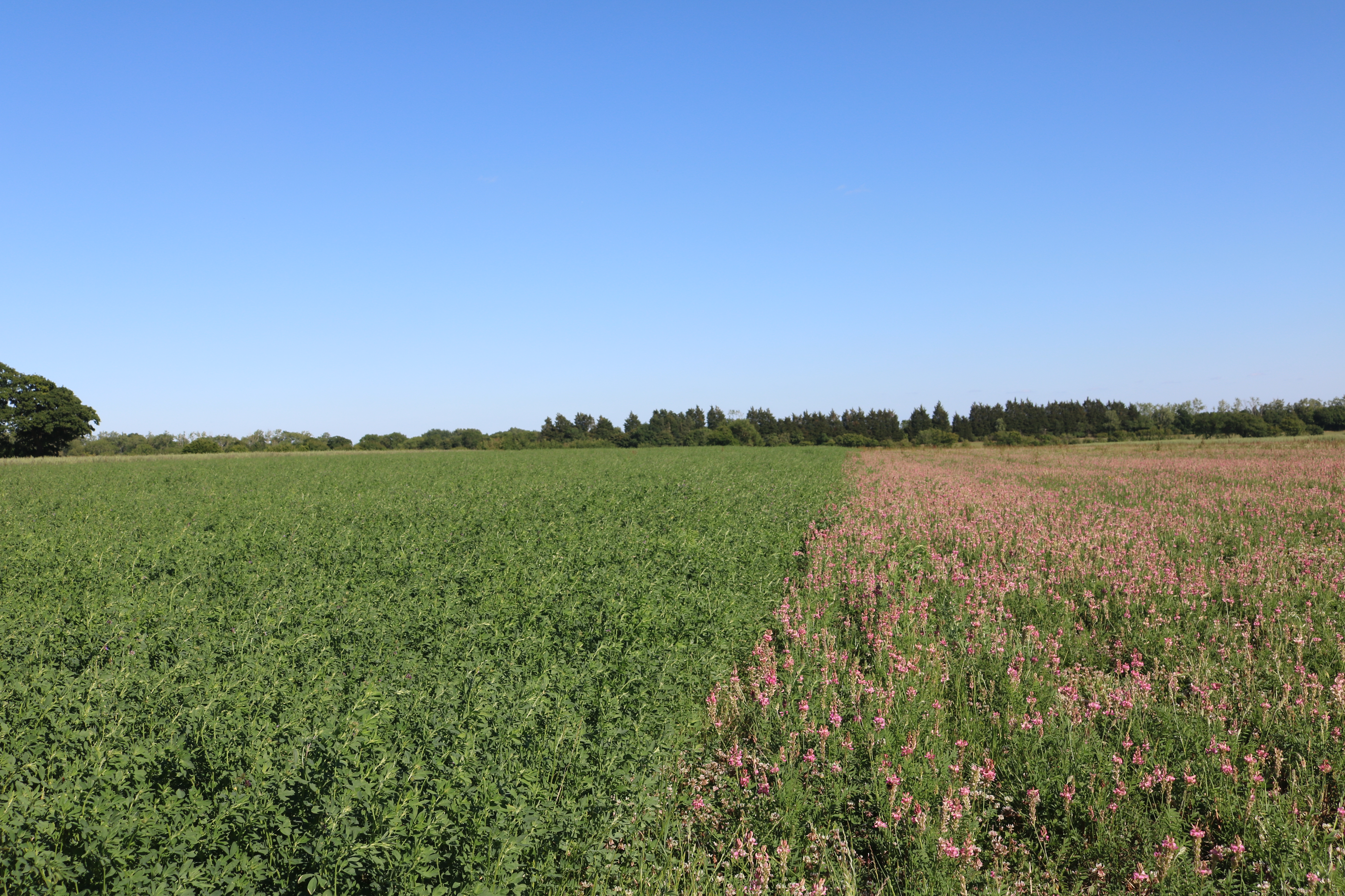 clover-vs-lucerne2.jpg