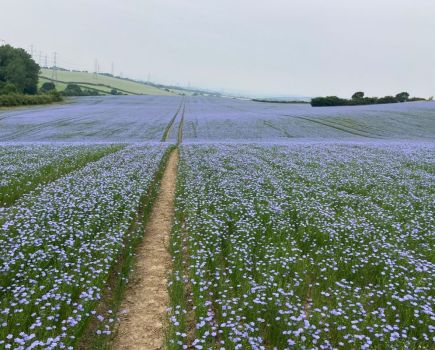 Fields of sapphire