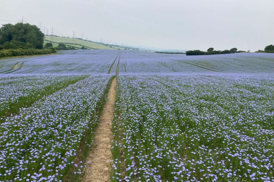 Fields of sapphire