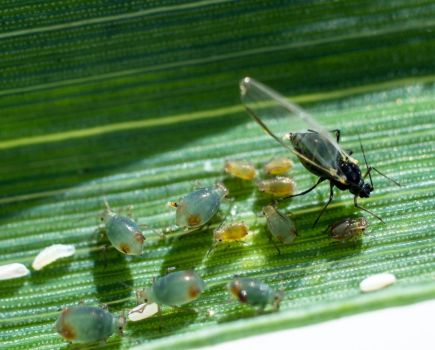 Aphid wars