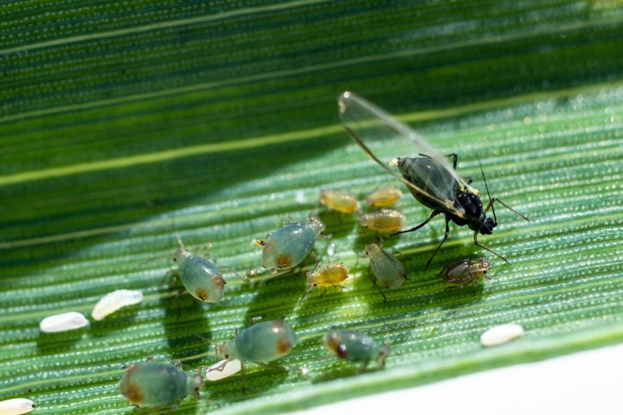 Aphid wars