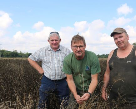 New approach brings results on ryegrass