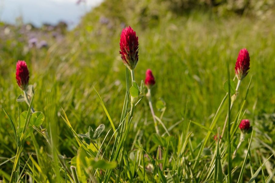 Nature Natters: Is politics on farming’s side?