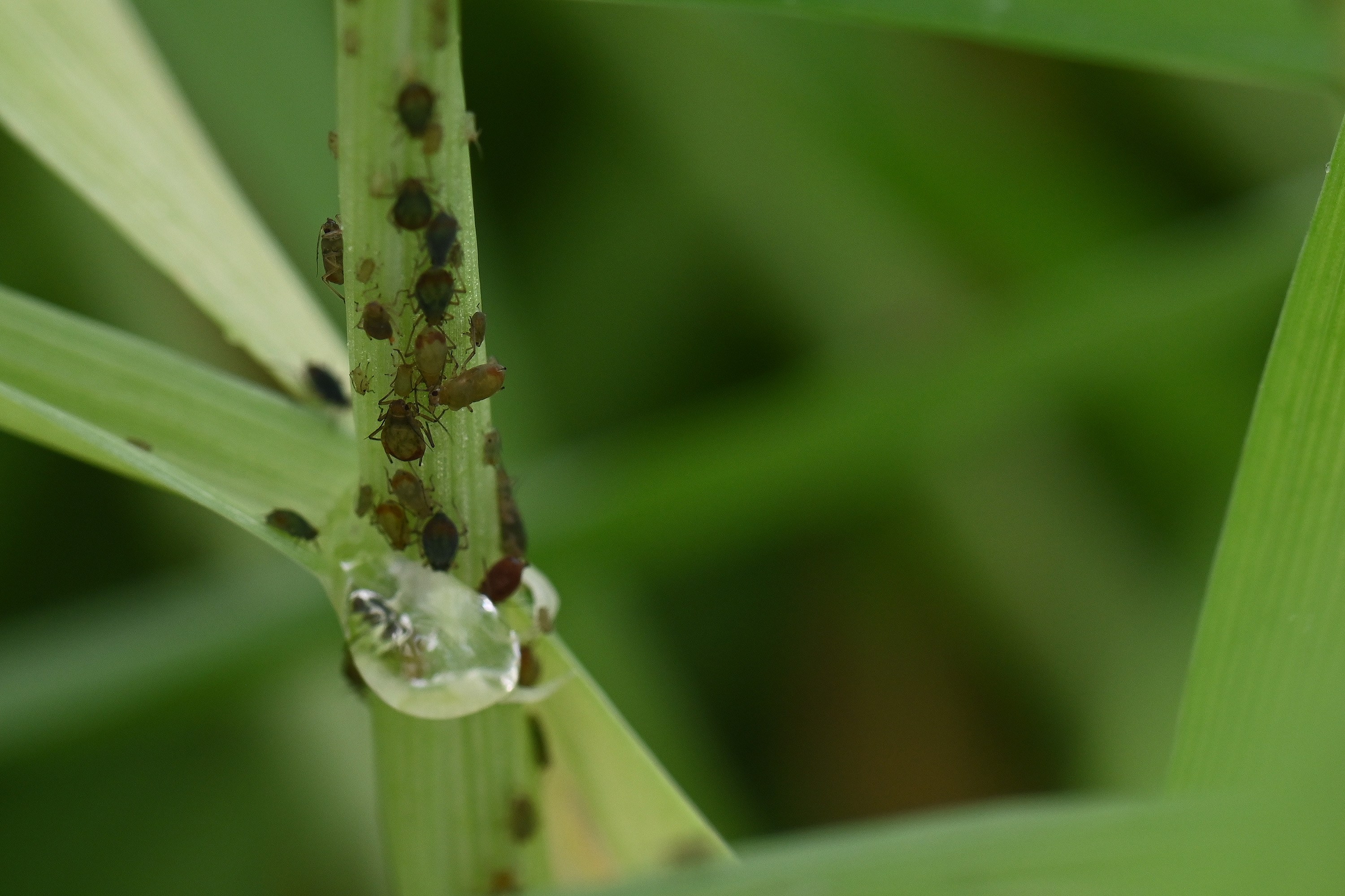 Early warning key for managing BYDV - Crop Production Magazine