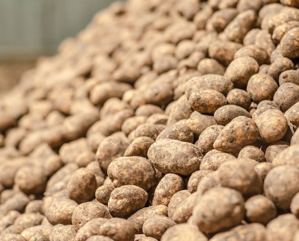 Natural alternative for CIPC established for potato market