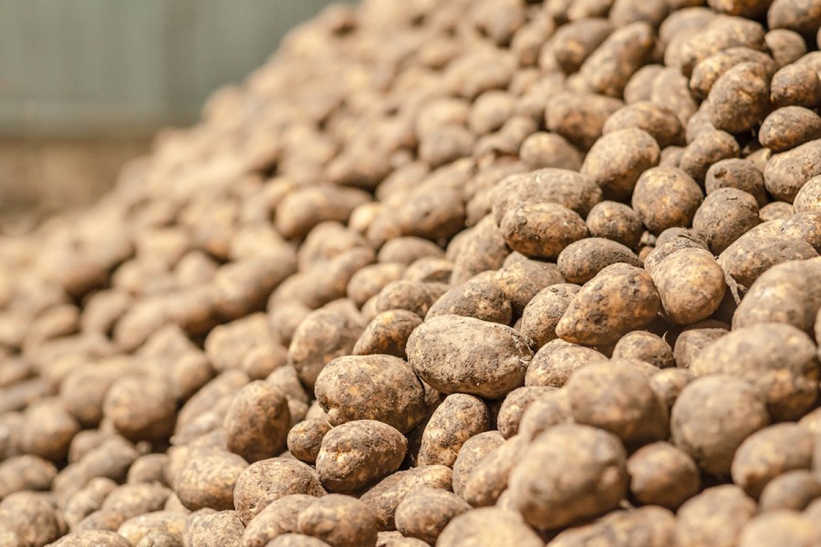 Natural alternative for CIPC established for potato market