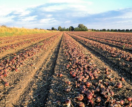 £1.5M crop research centre opens at University of Warwick