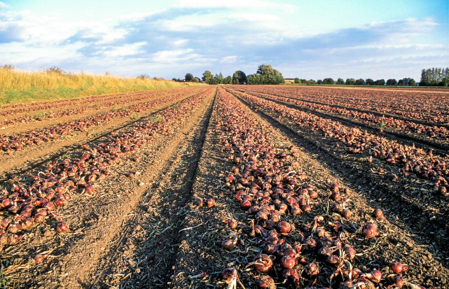 £1.5M crop research centre opens at University of Warwick