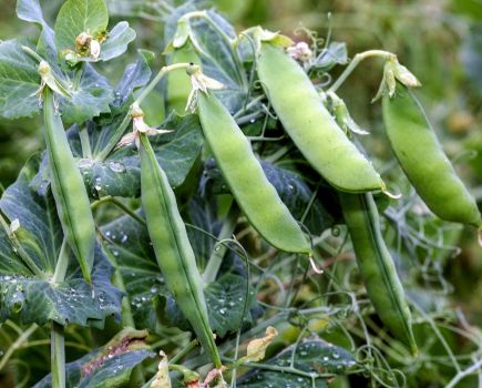 Heptad of new pulses for 2023