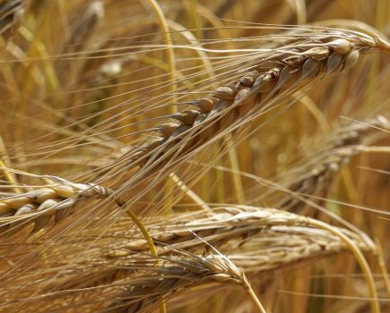Contemplating knee-jerk barley