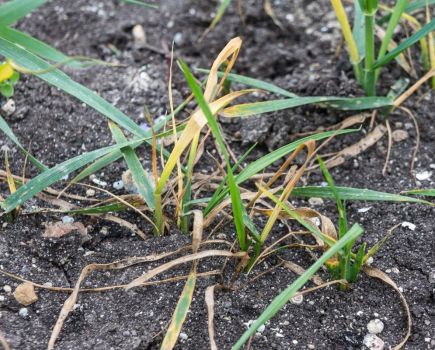 New tools for post-insecticide era