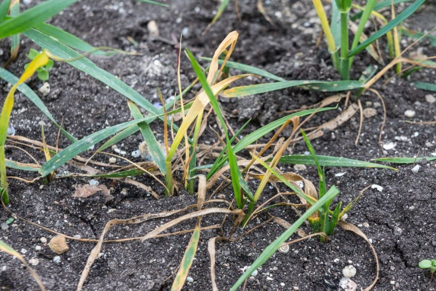 New tools for post-insecticide era