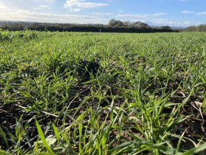 Kernza-perennial-wheat.jpg