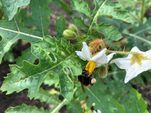 Solanum-sisymbriifolium.jpg