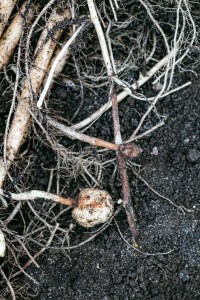 Stolon-pruning.jpg