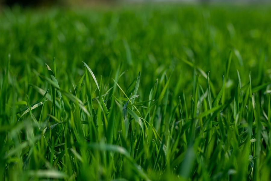 Shoring up plant defences