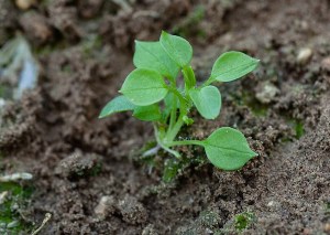 Chickweed.jpg