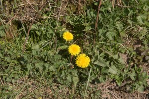 Dandelion-2.jpg