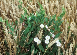 Field-bindweed.jpg